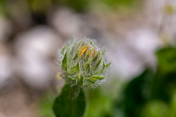 Hieracium villosum flower growing in mountains