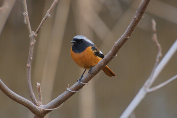 オレンジ色が綺麗なジョウビタキ