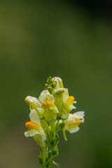 Linaria vulgaris flower growing in mountains