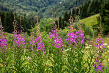 Chamaenerion angustifolium growing in mountains	