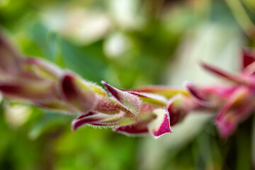 Sempervivum montanum growing in mountains	