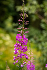 Chamaenerion angustifolium growing in mountains	