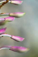 Chamaenerion angustifolium growing in mountains	