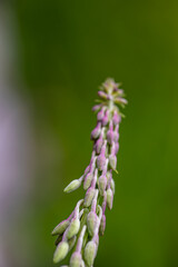 Chamaenerion angustifolium growing in mountains	
