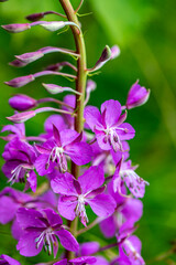 Chamaenerion angustifolium growing in mountains	