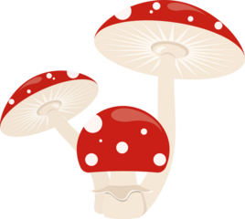Amanita Muscaria Magic Toadstool Mushroom illustration graphic with transparent background