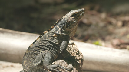 rear close up of a black spiny-tailed iguana at manuel antonio in costa rica