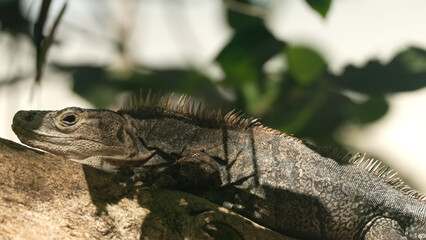 close up side view of a black spiny-tailed iguana at manuel antonio