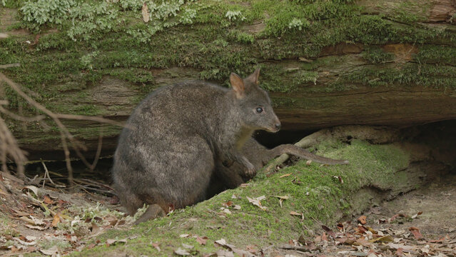 pademelon adult at mt field national park