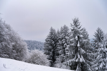 snow covered pine trees