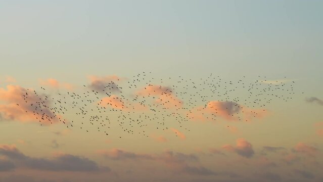 Flock Of Birds Flying And Swooping At Sunset