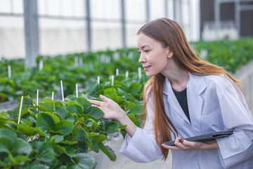scientist working in organic agriculture farm research new chemical formula extract from plant for medical concept.