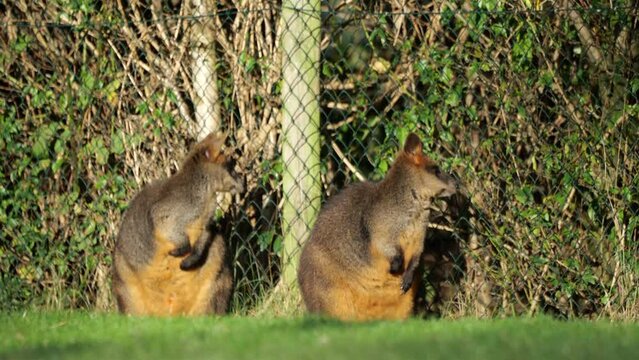 Attentive Wallabies Look Behind With Small Bird Passes By In Foreground. wide