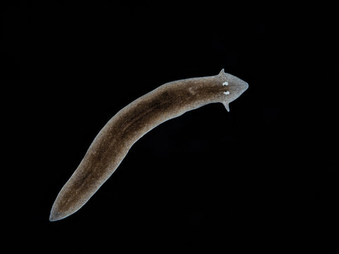 P1241206 black planarian flatworm, Girardia dorotocephala, darkfield, cECP 2023