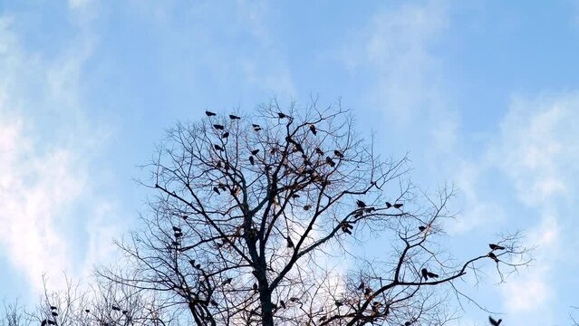 Flock Of Wild Birds Perching On Silhouetted Bald Tree Against Blue Sky. Low Angle