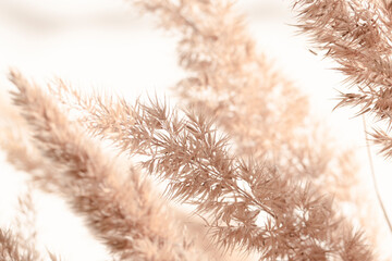 Close-up flower of dry pampas grass on the background of a white wall. Minimalistic natural...