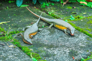two house lizards in the garden