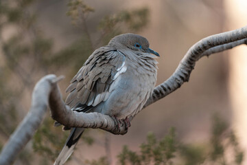 Retrato de paloma sobre una rama en el frio