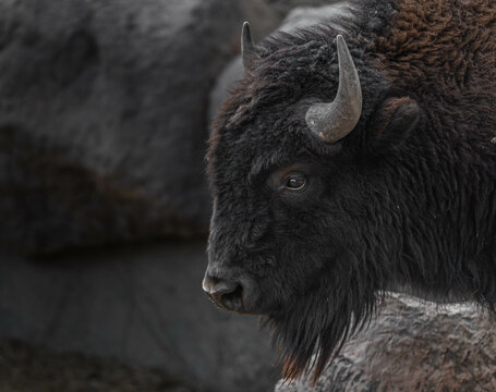 retrato de perfil de bufalo, bisonte