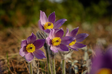 Dream-grass or Pulsatilla patens blooms in spring in the forest in the mountains. Close-up, natural spring background. Delicate, fragile flowers in selective focus. The most beautiful purple flower