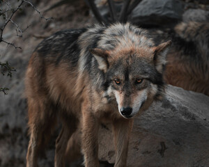 Mexican wolf, lobo mexicano, lobo gris, lobo asechando 