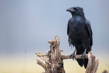 Raven bird ( Corvus corax ) close up