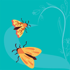 moths insects flying