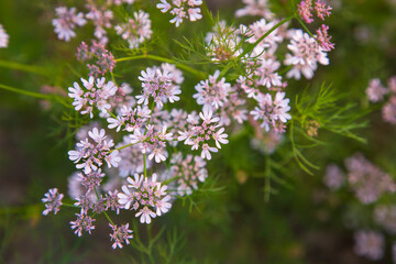 Close-up focus white blooming coriander  flowers wtith green blurry background
