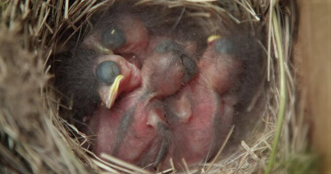 Pile of Newborn Baby Birds Sleeping in Nest
