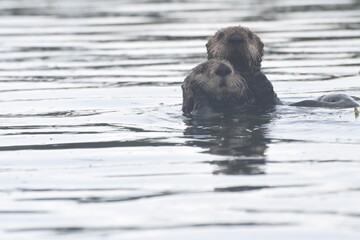 Fototapeta premium Otters