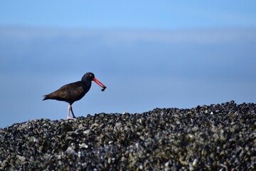 Oyster Catcher with Mussels