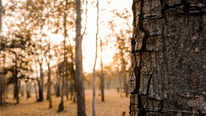 sunset in the forest