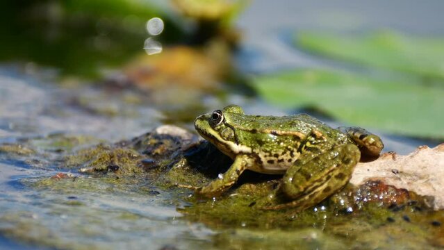Wild Green Frog moving on rock in pond during sunny day outdoors,close up