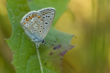 Hauhechel-Bläuling (Polyommatus icarus)