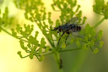 Peleteria iavana (Peleteria iavana)
