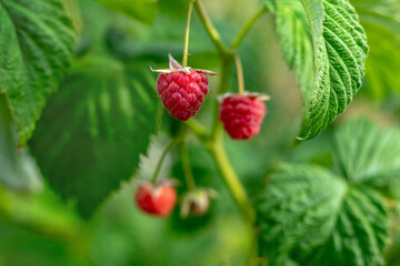 Red ripe raspberry berries in the garden on a bush