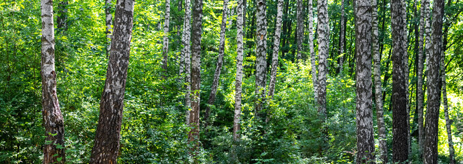 A birch grove in a forest thicket. Birches and thickets of young trees and bushes in the forest