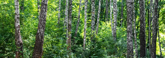 Keuken foto achterwand Berkenbos A birch grove in a forest thicket. Birches and thickets of young trees and bushes in the forest