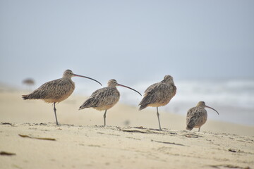 Curlews on the beach 