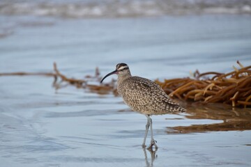 Curlew and Seaweed