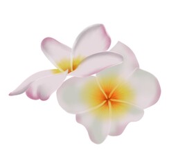 frangipani flower 3d illustrator