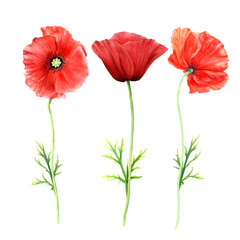 Obraz premium Poppy flowers set watercolor illustration isolated on white background