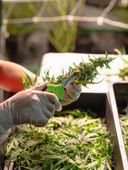 Close-up of hands using scissors cutting cannabis buds flower