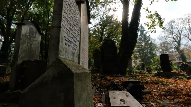 Ancient tombstones in the new Jewish cemetery on Miodowa Street . Covered with plants and fallen leaves