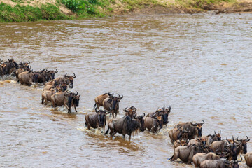 Wildebeest crossing the Mara river in Serengeti national park, Tanzania. Great migration
