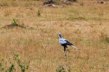 Secretarybird or secretary bird (Sagittarius serpentarius) walking in Serengeti national park, Tanzania
