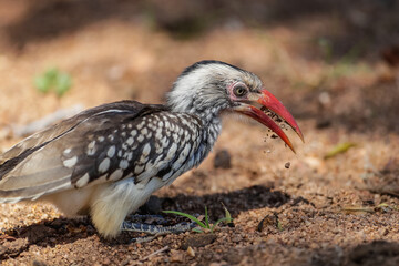 red billed hornbill throwing up sand