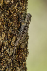 Sungazer lizard in a tree