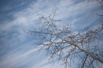 Fototapeta na wymiar Bare tree branches against the sky, winter.