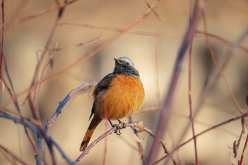 A male Daurian redstart sitting on the bare branch of tree in winter.
